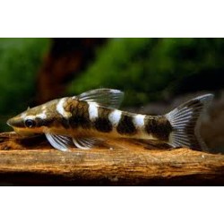 Otocinclus Cocama cebra