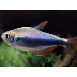 hyphessobrycon sp red blue...