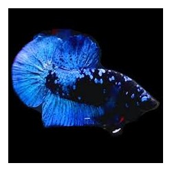 Betta macho Plakat Avatar
