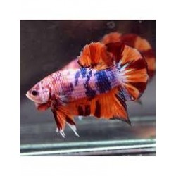 Betta hembra Gigant Nemo