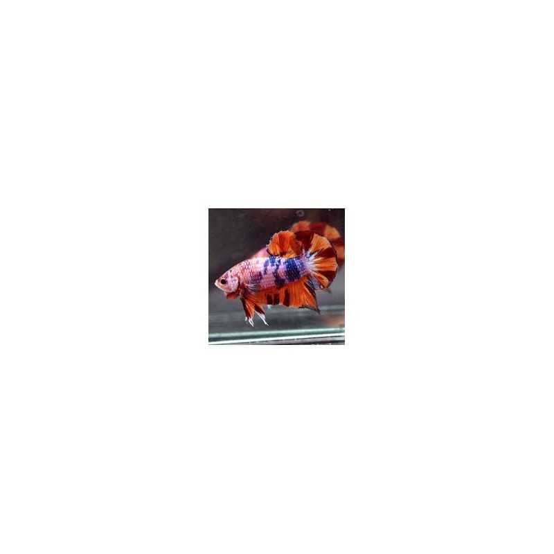 Betta hembra Gigant Nemo