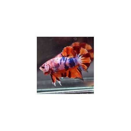 Betta hembra Gigant Nemo