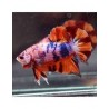 Betta hembra Gigant Nemo