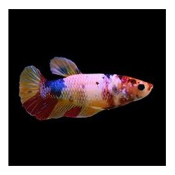 Betta Hembra  Plakat koi