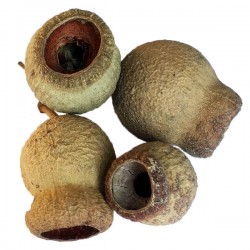Eucaliptus Pod 3un