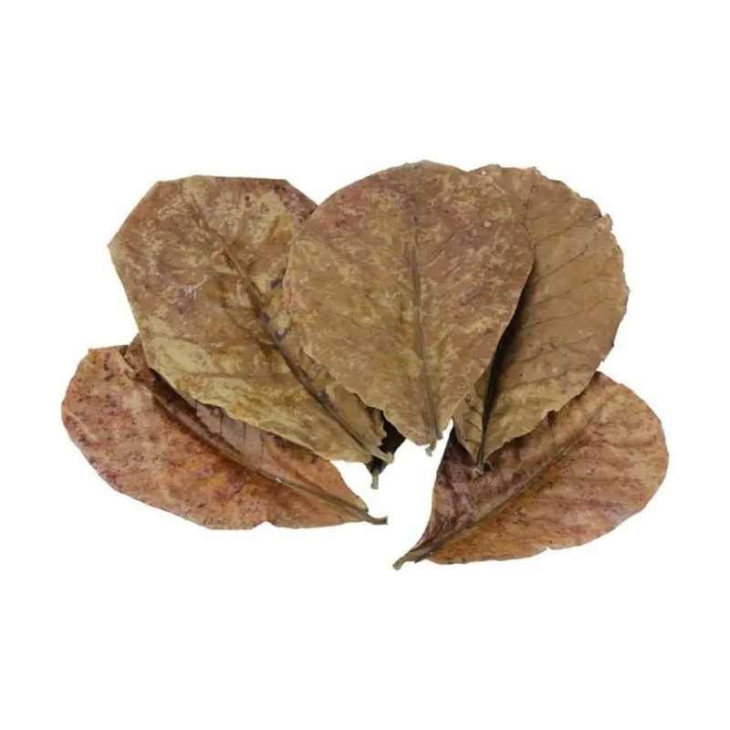 Hoja de Ficus Religiosa – Pack 10