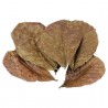 Hoja de Ficus Religiosa – Pack 10