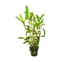 hygrophyla salicifolia