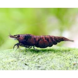 Neocaridina Red Onyx