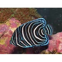 Pomacanthus Semicirculatus S