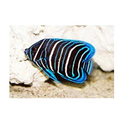 Pomacanthus Xanthometopon m