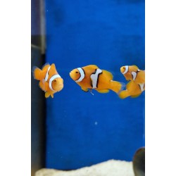 Ocellaris onyx  grado 2