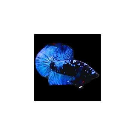Betta macho Plakat Avatar XL