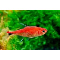 Axelrodia Riesei Tetra Rubi