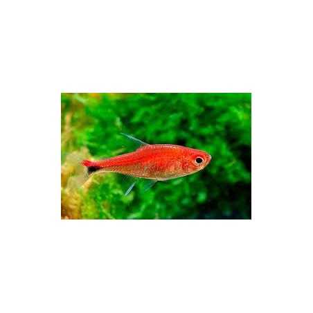 Axelrodia Riesei Tetra Rubi