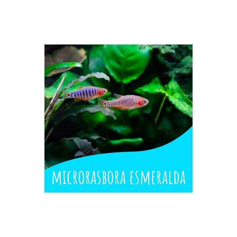 5 Rasbora Erythromicron esmeralda