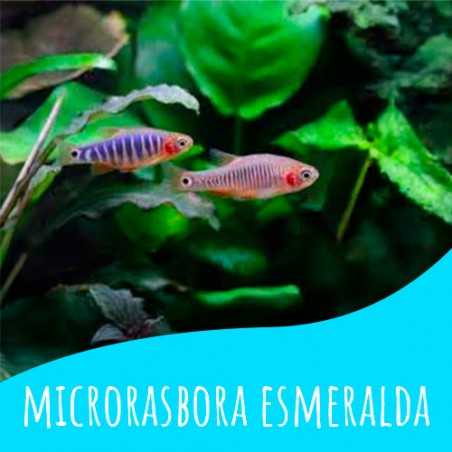 5 Rasbora Erythromicron esmeralda