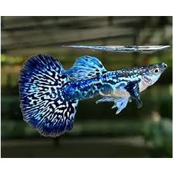 Guppy macho Dumbo mosaico Azul