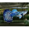 Guppy macho Dumbo mosaico Azul