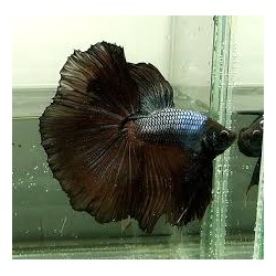 Betta macho media luna  Black