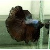 Betta macho media luna  Black