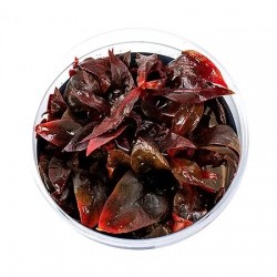 Alternanthera Reineckii 2...