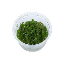 Bacopa Caroliniana Invitro