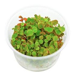 Phyllanthus Fluitans Invitro