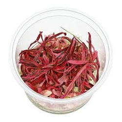 Hygrophila Lancea Chai Invitro