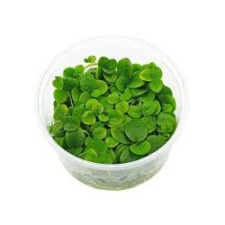 Limnobium laevigatum invitro