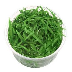 Helanthium Quadricostatus...