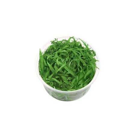 Helanthium Quadricostatus Invitro