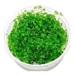 Hydrocotyle Tripartita Mini...