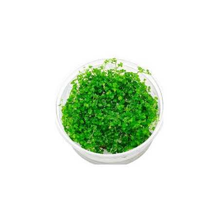 Hydrocotyle Tripartita Mini Invitro