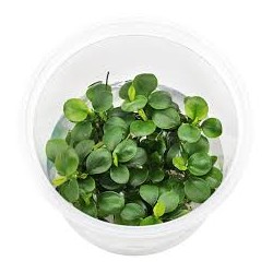 Anubia Barteri Mini Coin...