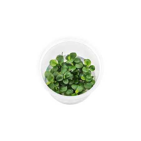 Anubia Barteri Mini Coin Invitro