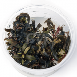 Bucephalandra Kedagang Invitro