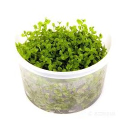 Micranthemum Tweediei Monte...