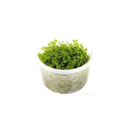 Micranthemum Tweediei Monte Carlo Invitro