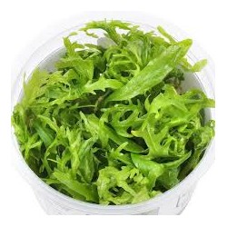 Hygrophila Odora Invitro