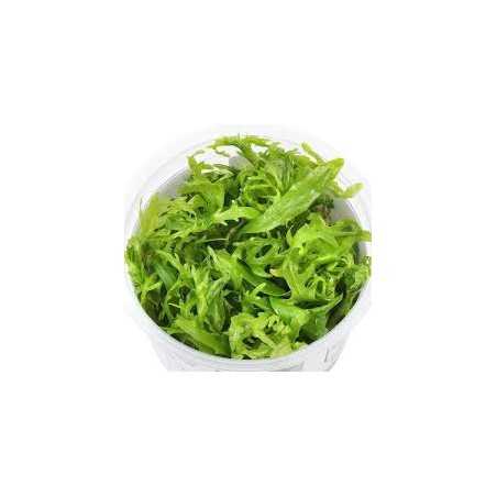 Hygrophila Odora Invitro