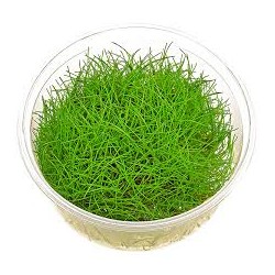 Eleocharis Pusilla Mini...