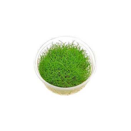Eleocharis Pusilla Mini Invitro