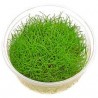 Eleocharis Pusilla Mini Invitro
