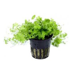 Hydrocotyle tripartita japan