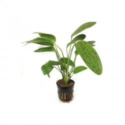 Echinodorus Ozelot red