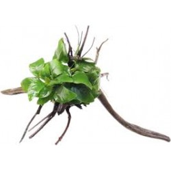 Spider pequeña con Anubia