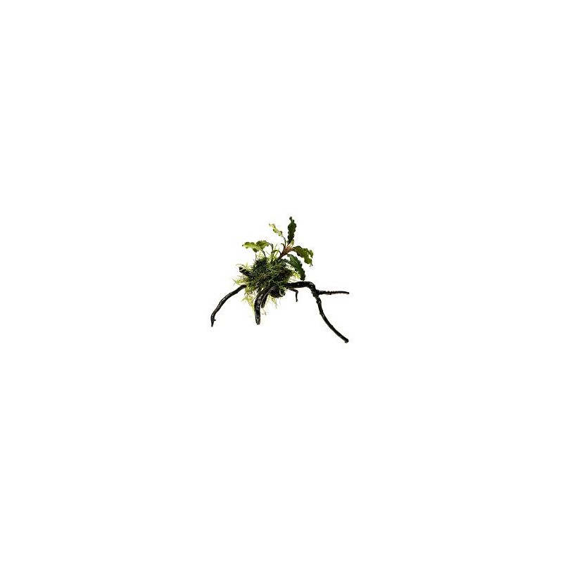 Spider pequeña con Bucephalandra