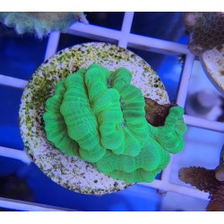 Caulastrea Hulk 5 cabezas