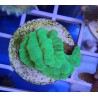 Caulastrea Hulk 5 cabezas